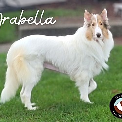 Thumbnail photo of Arabella #3