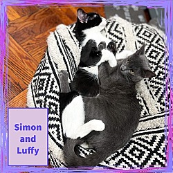 Thumbnail photo of Luffy and Simon #2