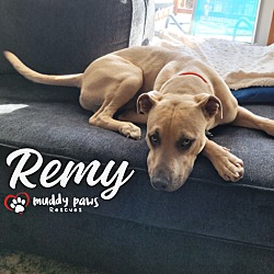 Thumbnail photo of Remy (Courtesy Post) #2