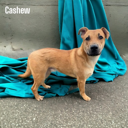 Thumbnail photo of Cashew #1