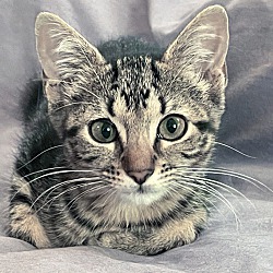 Thumbnail photo of Peaches - Sweet Tabby Kitten #1