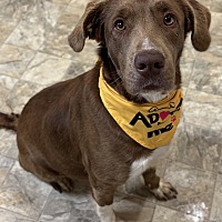 adopt a pet