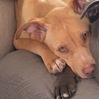 adopt a pet
