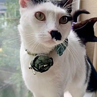 adopt a pet
