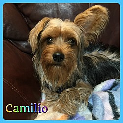 Thumbnail photo of Camilio #1