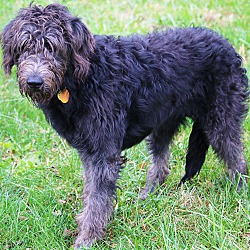 Thumbnail photo of WRIGLEY(OUR SWEET "DOODLE"!! #2
