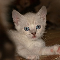 Thumbnail photo of White Kitty 2 #2