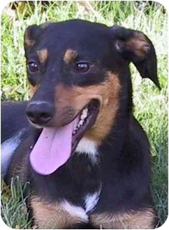 black and tan mountain feist