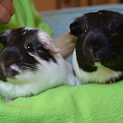 Thumbnail photo of Oreo and Milkshake #3