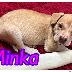 Photo of minka