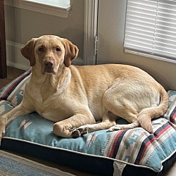 Photo of Percy--WHAT A LAB!