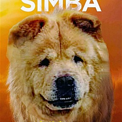 Thumbnail photo of Simba #2