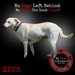 Thumbnail photo of Zeus 8952 #2