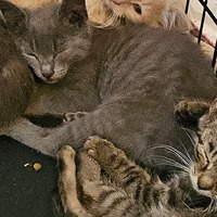 adopt a pet