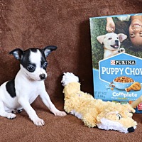 adopt a pet
