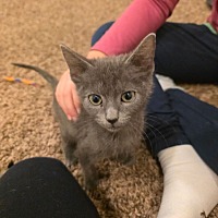 adopt a pet