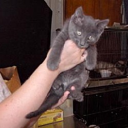 Photo of Gray kitten