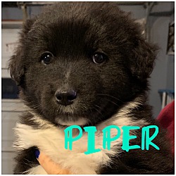 Photo of PRUE, PIPER