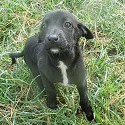 Thumbnail photo of Black Jack~adopted! #2