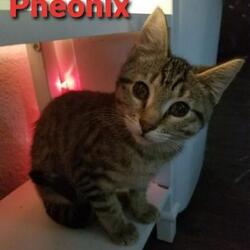 Thumbnail photo of Phoenix #3