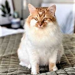 Photo of GIZMO