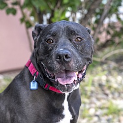 Photo of Champ