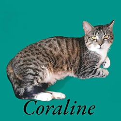 Thumbnail photo of Coraline #4