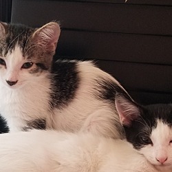 Photo of 2 Kittens