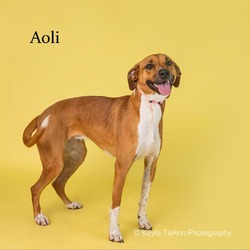 Photo of Aoli