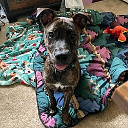 Thumbnail photo of Buddy Boy, The happy Brindle Beryl pup #2