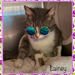 Thumbnail photo of LAINEY #4