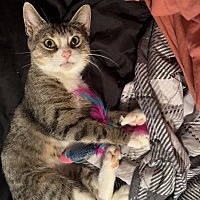adopt a pet