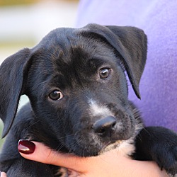 Thumbnail photo of Rowdie~adopted! #1