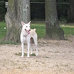 Thumbnail photo of URGENT Lola-Indian Pariah Dog #3