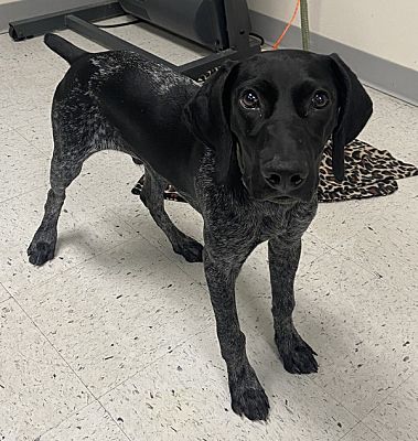 Salt Lake City, UT - German Shorthaired Pointer. Meet *Lincoln* a Pet ...