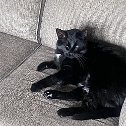 Photo of Sylvester