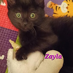 Photo of Zayla