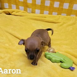 Thumbnail photo of Aaron #2