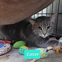 adopt a pet