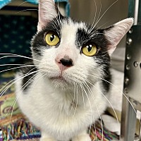 adopt a pet