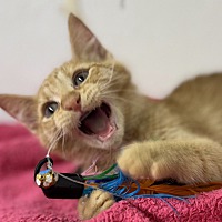 adopt a pet