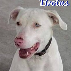 Thumbnail photo of Brotus #3