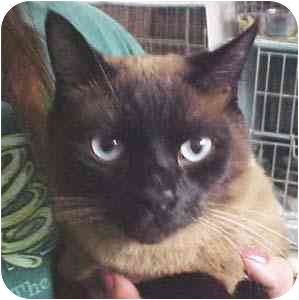 Brainerd Mn Tonkinese Meet Nefi A Pet For Adoption