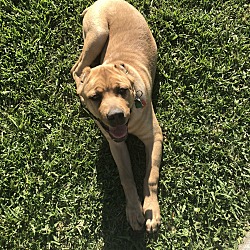Good With Cats Cane Corso For Adoption