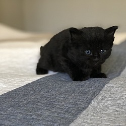 Thumbnail photo of Black kitten female #2