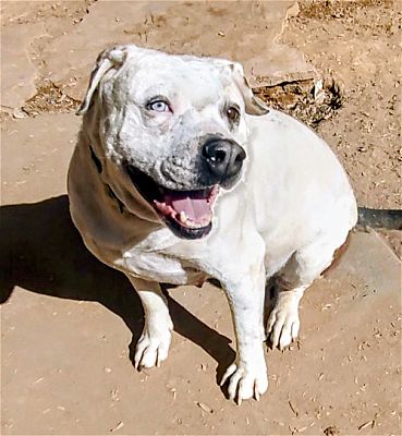 Pena Blanca, NM - American Bulldog. Meet JESSA a Pet for Adoption ...