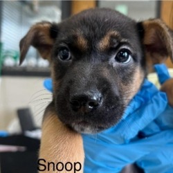 Photo of Snoop