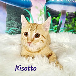 Thumbnail photo of Risotto #1