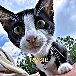 Thumbnail photo of Rosie #4