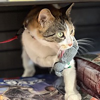 adopt a pet
